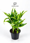 Sansevieria Gold (Dracaena Golden / Sandirayana Gold)