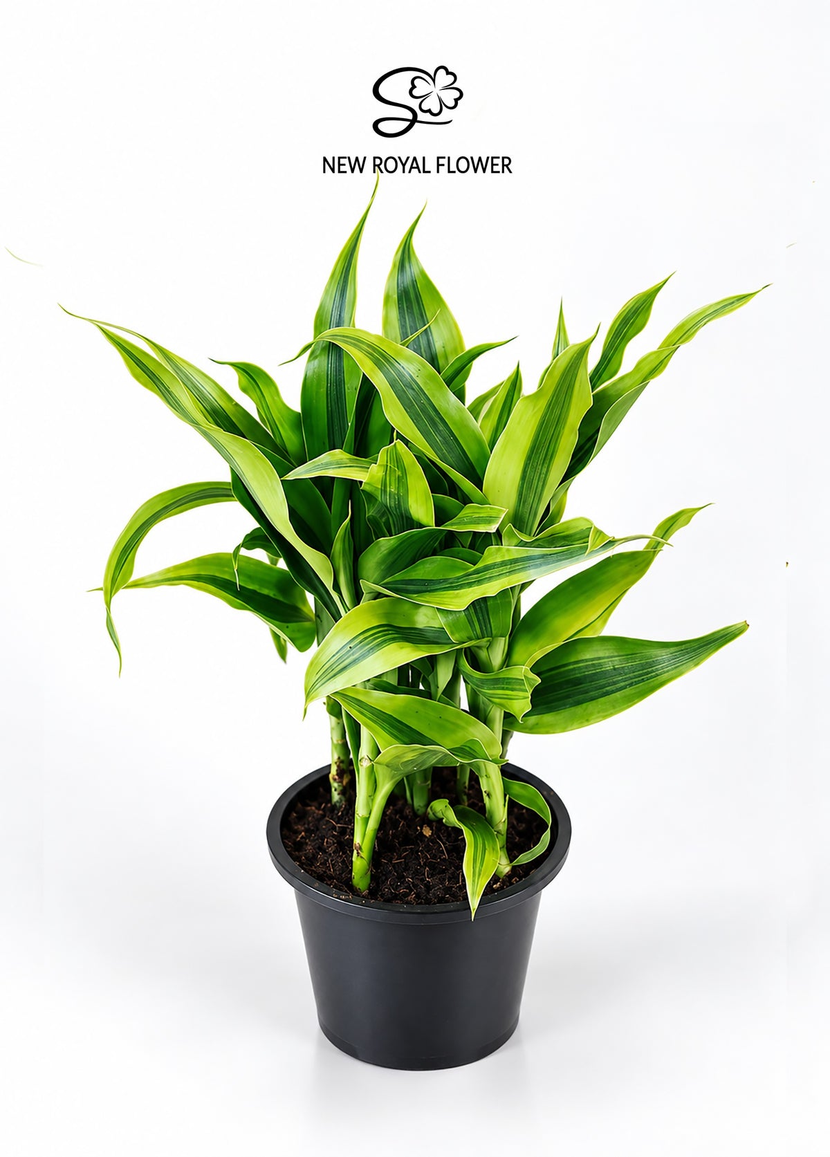 Sansevieria Gold (Dracaena Golden / Sandirayana Gold)
