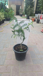 Zanthoxylum (Sichuan Pepper)