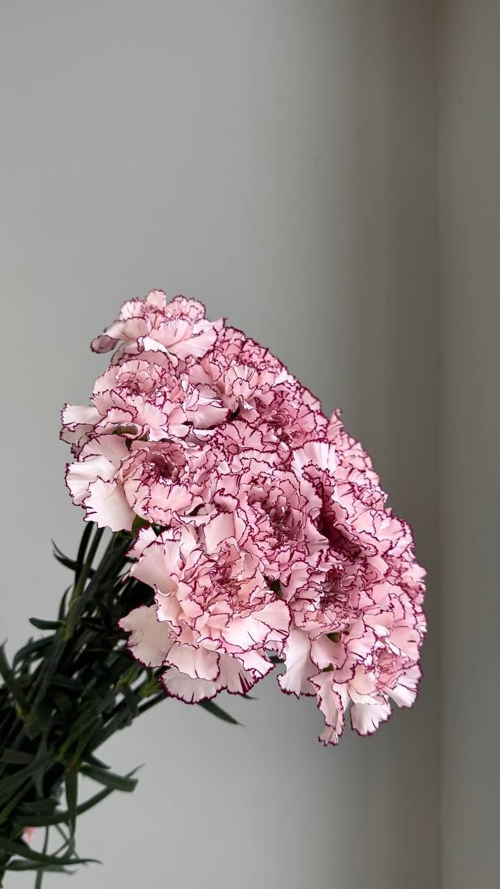Carnation Purple Elf