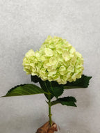 Hydrangea Light Green 1 pcs