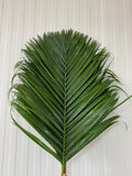 Palm Frond