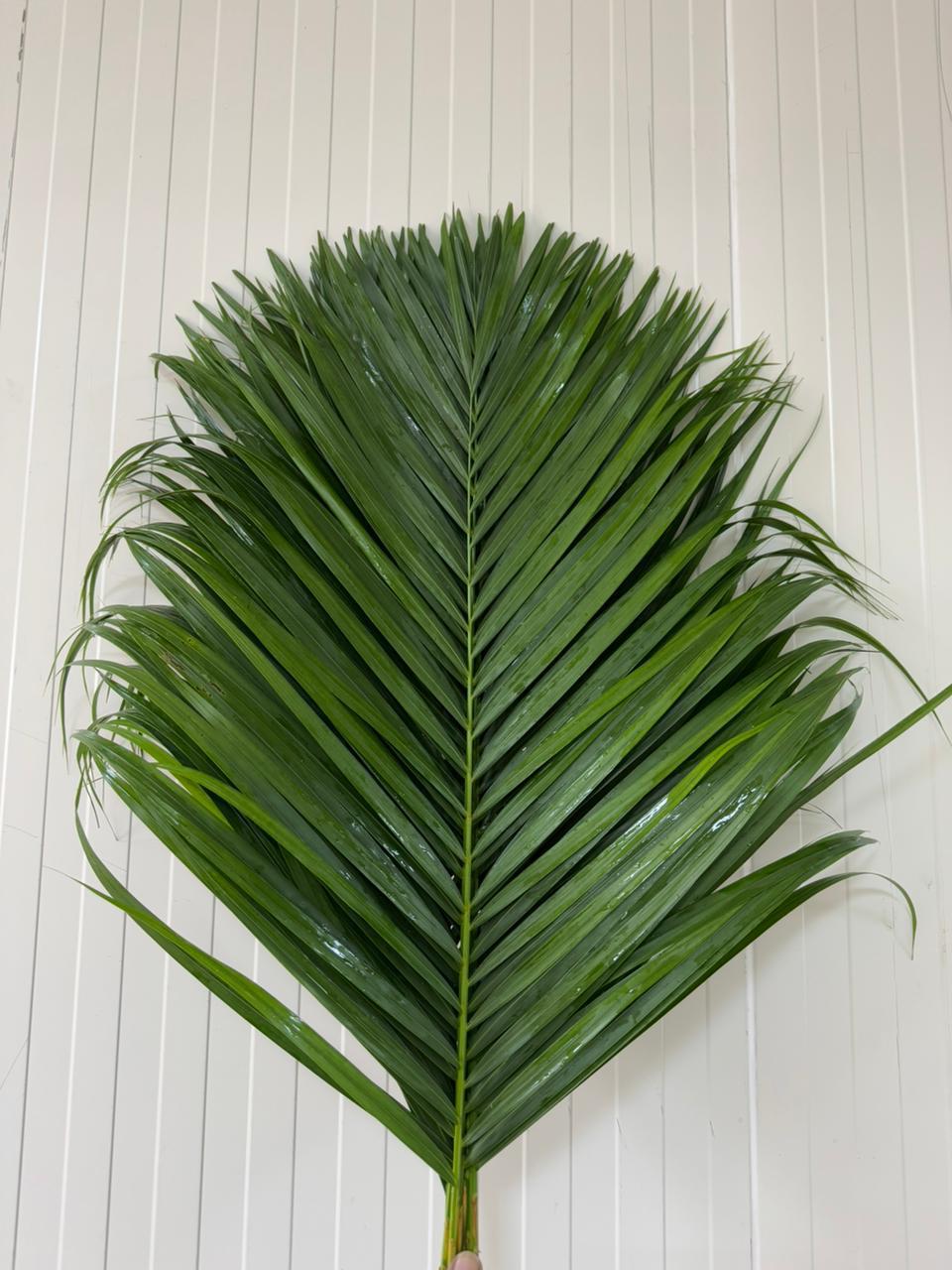Palm Frond
