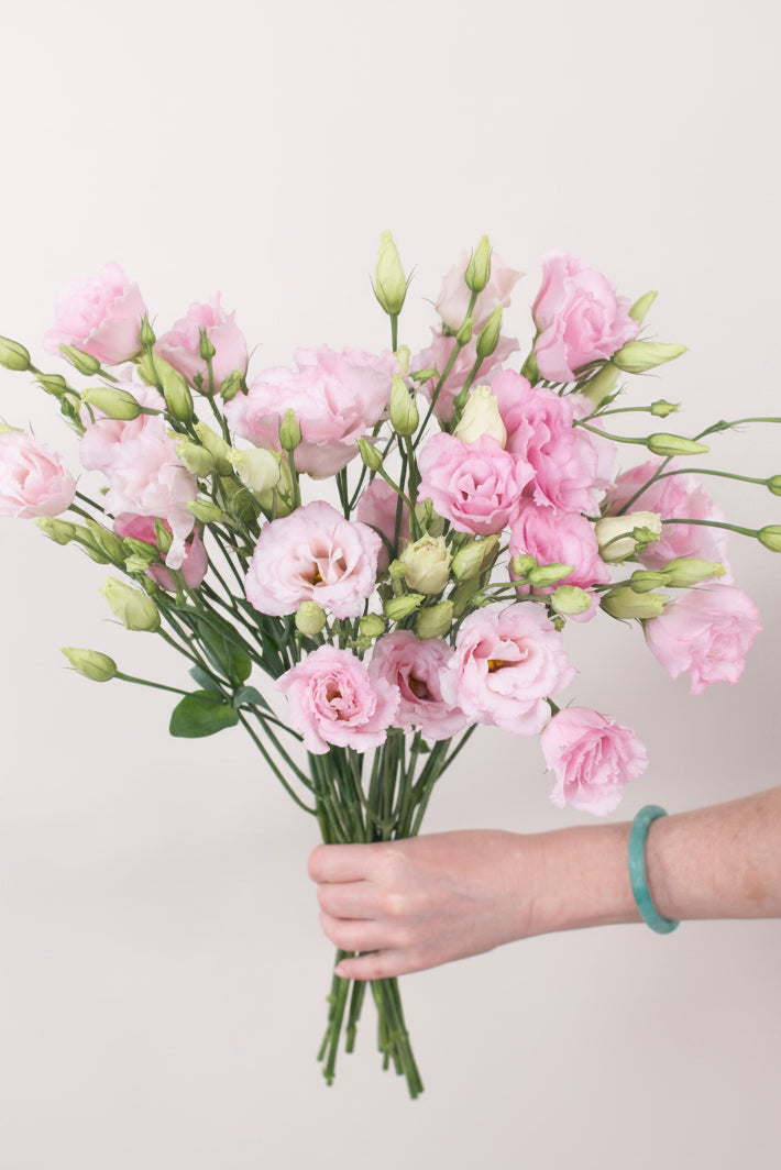 Eustoma Pink  Bunch