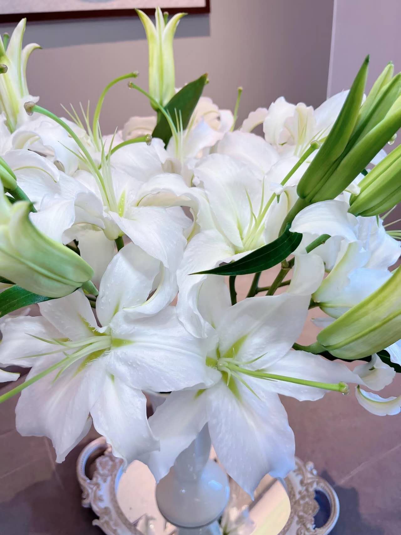 Siberia Single-Petal White Lily 1 pcs (3 Blooms per Stem)