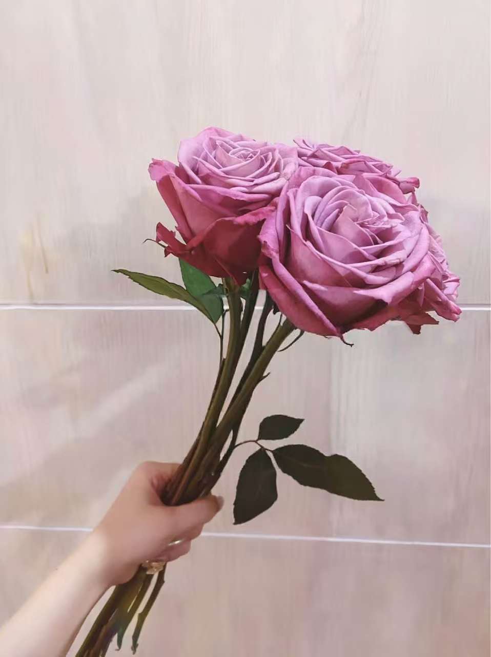 Rose Moody Blue 5 pcs