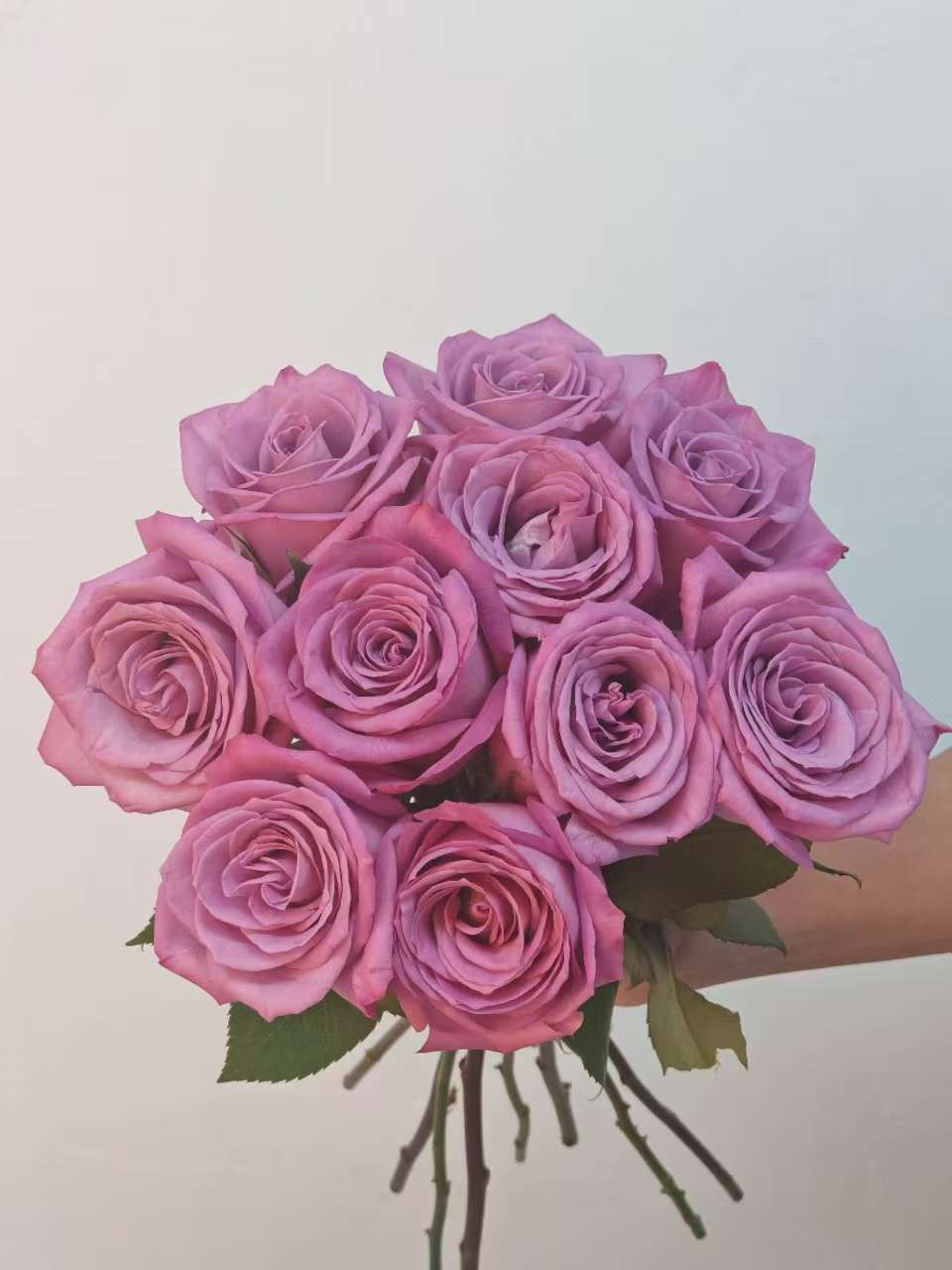 Rose Moody Blue 5 pcs