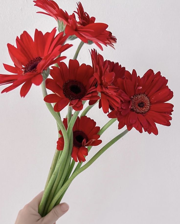 Gerbera blinddate 1ps