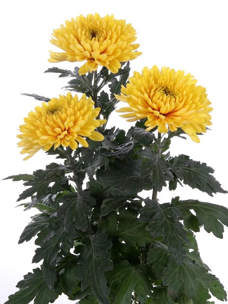Chrysanthemum alexandrov