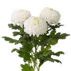Chrysanthemum gagarin