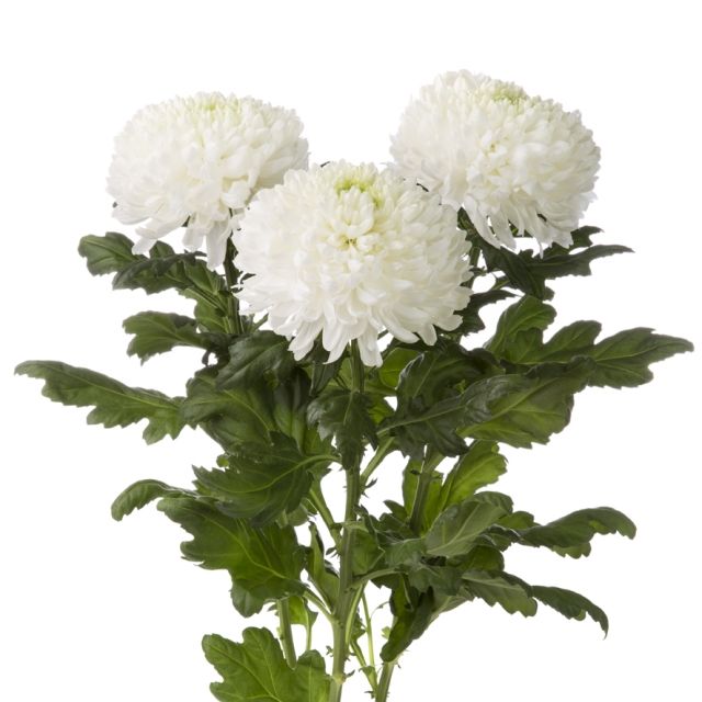 Chrysanthemum gagarin