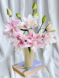 Isabella Pink Double-Petal Lily 1 pcs (1 Stem with 3 Blooms)