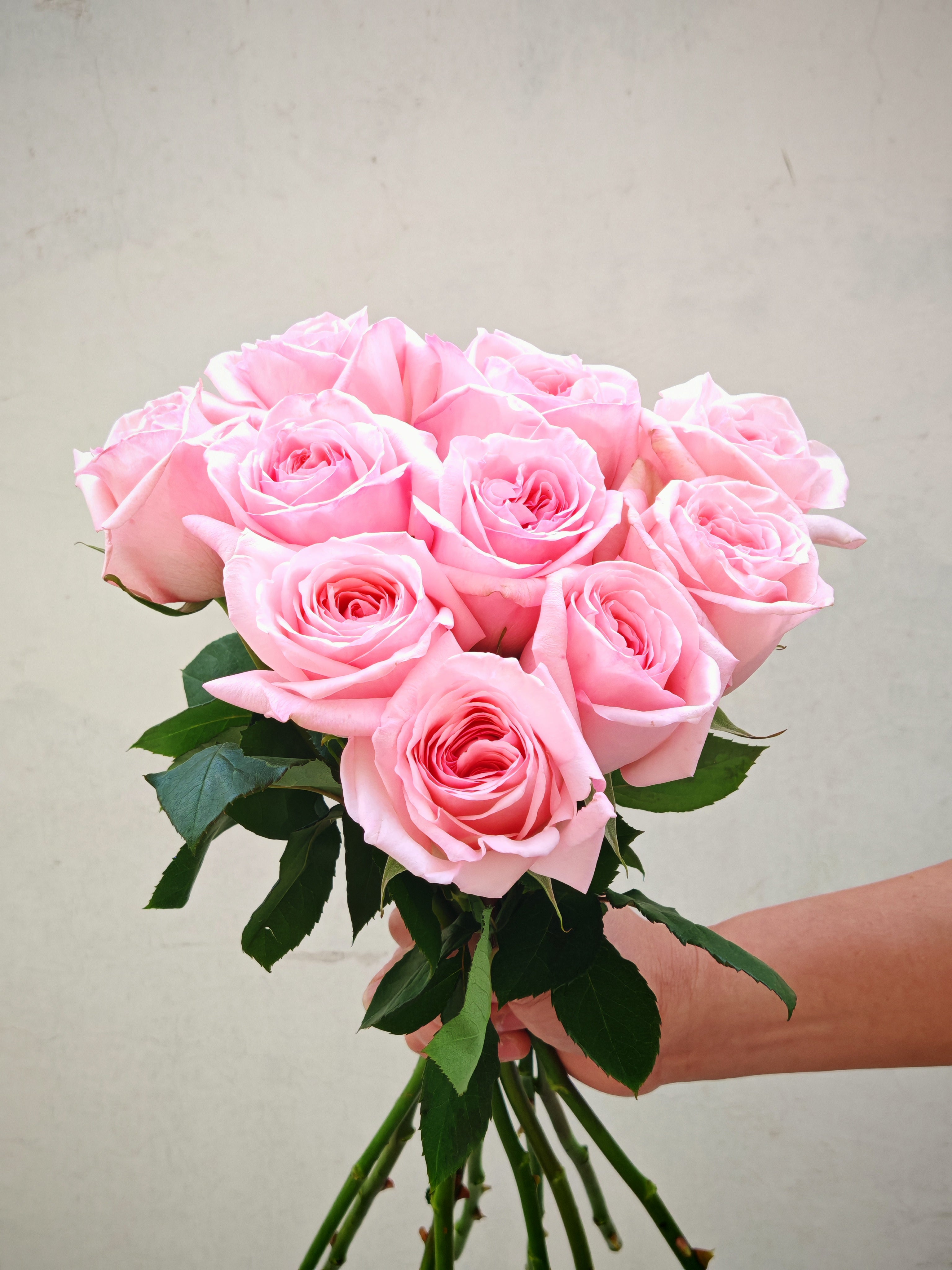 Rose O'Hara Pink 5pcs