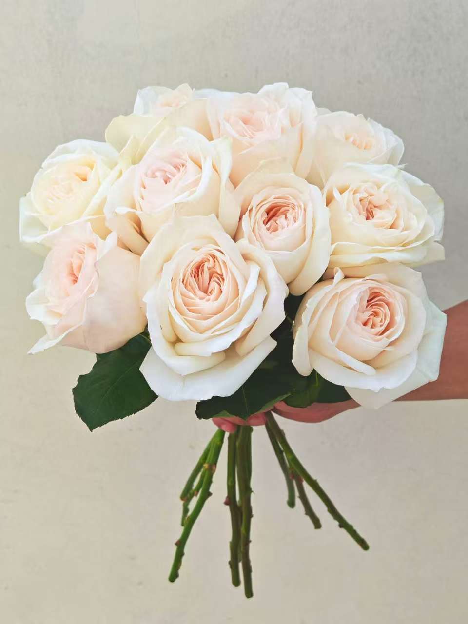 Rose O‘Hara White 5pcs