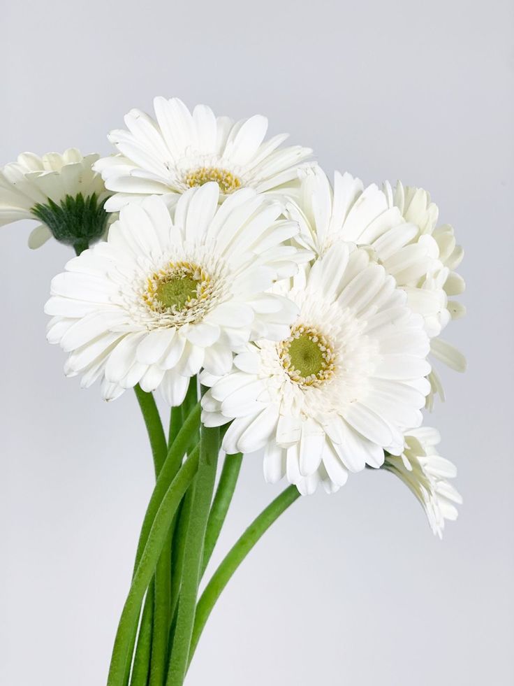 Gerbera mini albino